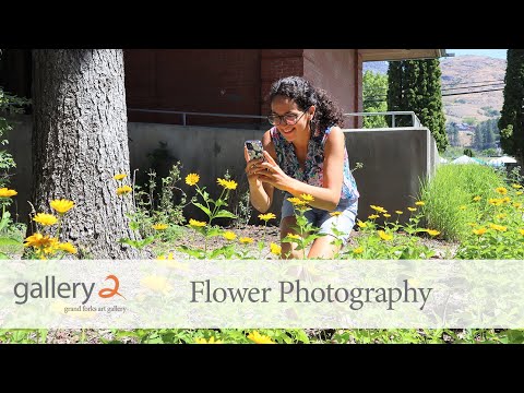 Flower Photography | Gallery 2 Work in Progress Online Summer Art Program