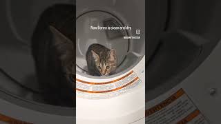 #catgram #cutecat #kittensofinstagram #funnycats #funnypets #funnyanimals #funnyvideo
