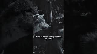 #WolfWisdom#SpiritOfTheWolf#WolfQuotes#HowlWithin#StrengthInSilence#LoneWolfVibes#AlphaMindset