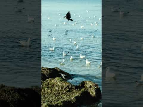 "Nature gently cradles our restless minds, offering peace in its silence.