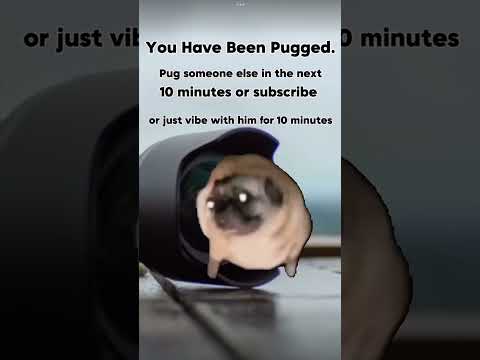 Pug someone or else 😈