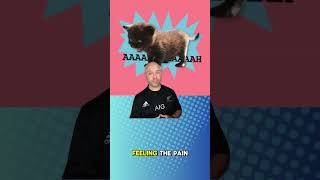 Nonprofit Nuggets Ep 29 #nonprofit #chickennuggets #techforgood #news #techimpact #funding #funny