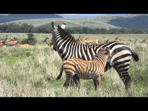 Understanding community conservation partnerships in Kenya