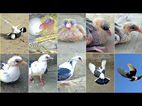 Baby Development Videos Day 2 Days Two Eggs Two Babies From 1 Day To 34 Days