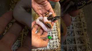 The snakes are out! #molinarosnakelab #shorts #ballpython #piedballpython #royalpython #reptiles