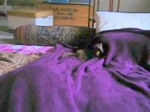 slithering and flipping on blanket