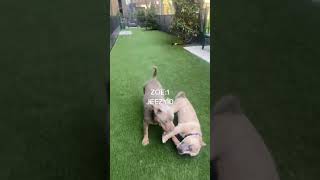 Funny american bully