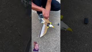 #birds #satisfying #toys #animals #pigeon #ruhulshorts #carshredder #automobile #funny #shredder