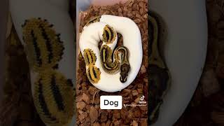 Team full of dogs💪 #reptile #snake #snakes #ballpython #animals #pets #viral #fyp #python #dog