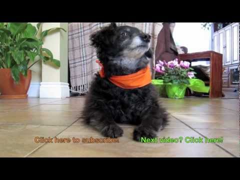 40 dog tricks, 6 months of training, one smart rescue dog: Chico!