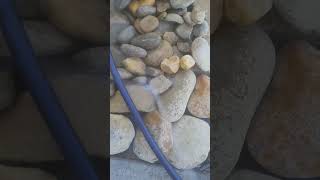 Rock over Mulch any day #gardening #plant #diy #Lawncare  #landscaping