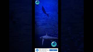 asmr#shorts #asmr #antistress #antistressmelody #antistressmusic #yuvrajgopalrajmallick #shark