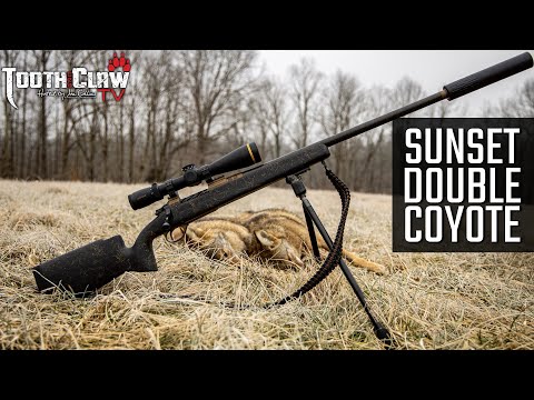 Sunset Double - Coyote Hunting