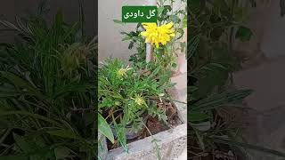 #daliyroutine my gardden#guledoudia