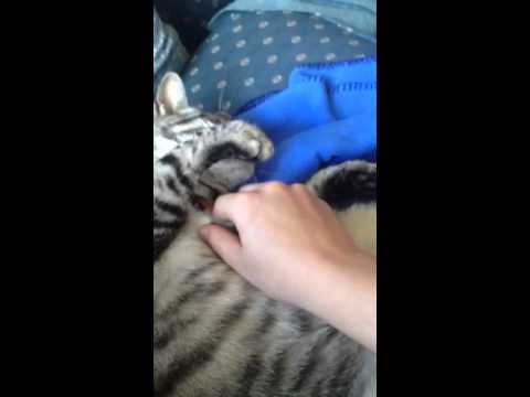 My cat
