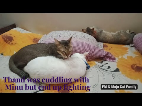 Thami was cuddling with Minu but suddenly end up fighting 😂😂😂