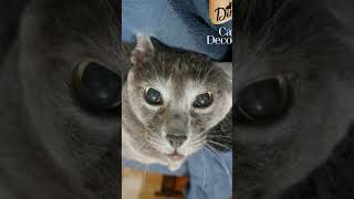 multi-level cat tower #catvideo  #catsoftiktok #russianblue #cats #cat  #catcontent #cattalking #ai