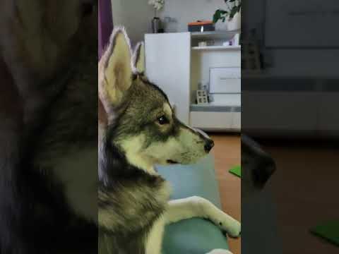 husky puppy watching kids tv