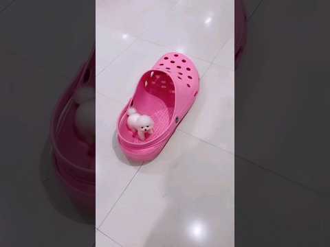 Rate this Cuteness out of 10😍#cute #pets #puppy