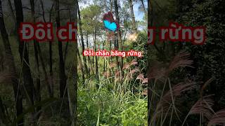 Đôi Chân Băng Rừng | Quê Mẹ #nhậtdươngdm #queme #nhachaymoingay #dancatrutinh #tamtrang