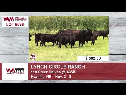 Lynch Circle Ranch 09/16/25 #livestockauction