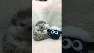 Curious Hedgehog Meets Shaun the Sheep Plush‼️🦔🐑✨ #cute #pethedgehog #animals #pets #hedgehoge