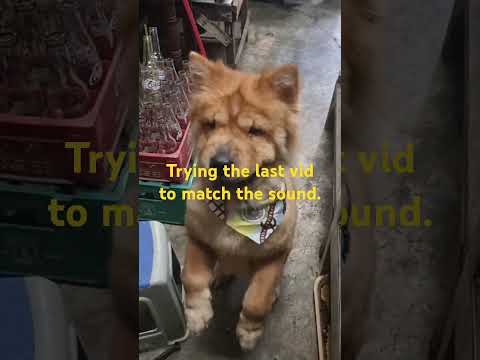 she just like... love me ❤️... nah nope🙅‍♀️  #NalaTheChow #youtubeshorts #foryou #doyouseewhataisy