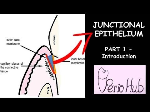 JUNCTIONAL EPITHELIUM - THE INTRODUCTION