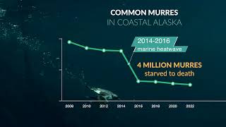 Catastrophic loss of common murres in Alaska: data visualization