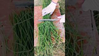 #agritools #farmer life #tonglufeng #agriculture #agritool #youtubeshorts #viral