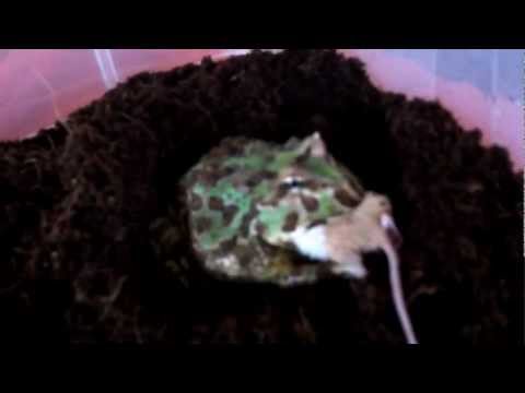 PYXIE N PACMAN LEAPING LIVE FEED!