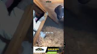 Stop Mold From Making Your Family Sick! #shorts #moldremediation