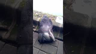 Pancing jaring Setu Gintung ikan nila nya Babon"Ampe penuh Korang nya! #mancingjaring  #mancingliar