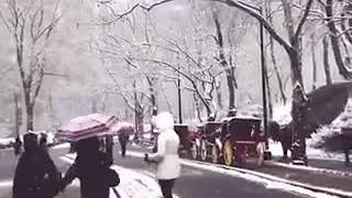 Central Park Manhattan In New York City 🎥 @newyork_ig
