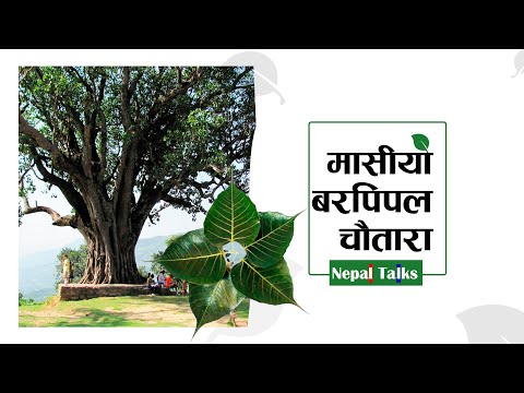 बटुवाको पर्खाइमा मासीएका चौताराहरु ।। Bar Pipal ।। Chautaro ।। Nepal Talks