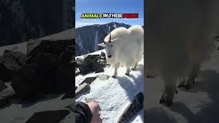 Animals In Their Prime Part 17😱#shorts