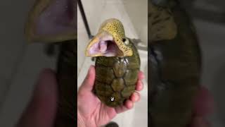 Never kiss a snapping turtle