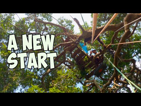 Pedro in the Dancing Trees | Portrait of an Amazon Scientist