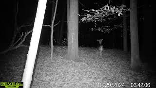 deer zoomies