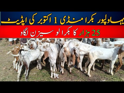 A Day in the Cheapest Bakra Wholesale Market #bahawalpurbakramandi #makhicheenebakre #bakra #goat 
