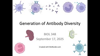 Immunology Fall 2025: Lecture 10 Generation of Antibody Diversity Part 2