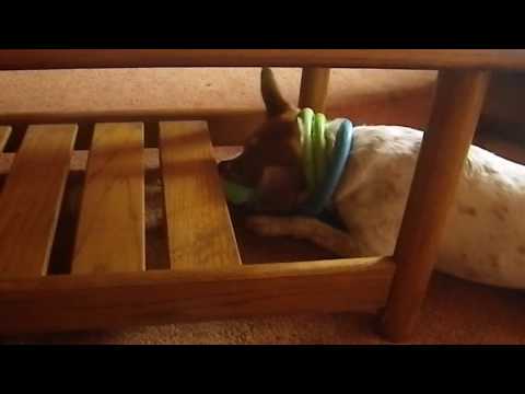 Dogs plays pong under Coffee Table by himself (Yarnbi)