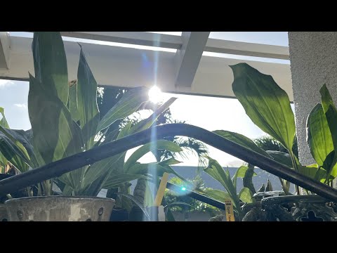Tropical orchid farm haul