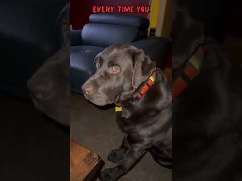 He doesn’t have answers. Just love. 💕💕💕 #cutedog #dogshorts #emotional