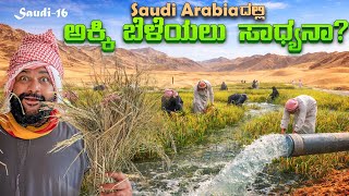ಮರಳಿನಲ್ಲಿ ಬತ್ತ ಬೆಳೆಯಲು ಸಾಧ್ಯವೇ? From Sand to Rice: The Mind-Blowing Desert Farm of Saudi Arabia!