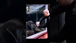 Monkey reacts to CRAZY magic trick! 🤯🃏