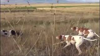 English pointer ❤️