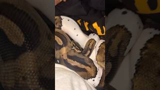 Cozy ☺️ #ballpython #reptiles #ballpythoncommunity #piedballpython #viral #comfort