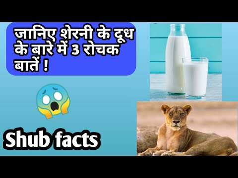 जानिए शेरनी के दूध के बारे में 3 रोचक बातें😱/3 intresting facts about the milk of "lioness "