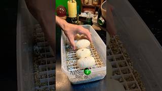 #BallPythons #molinarosnakelab #ballpythonbreeding #royalpythonbreeding #royalpythons #shorts #eggs